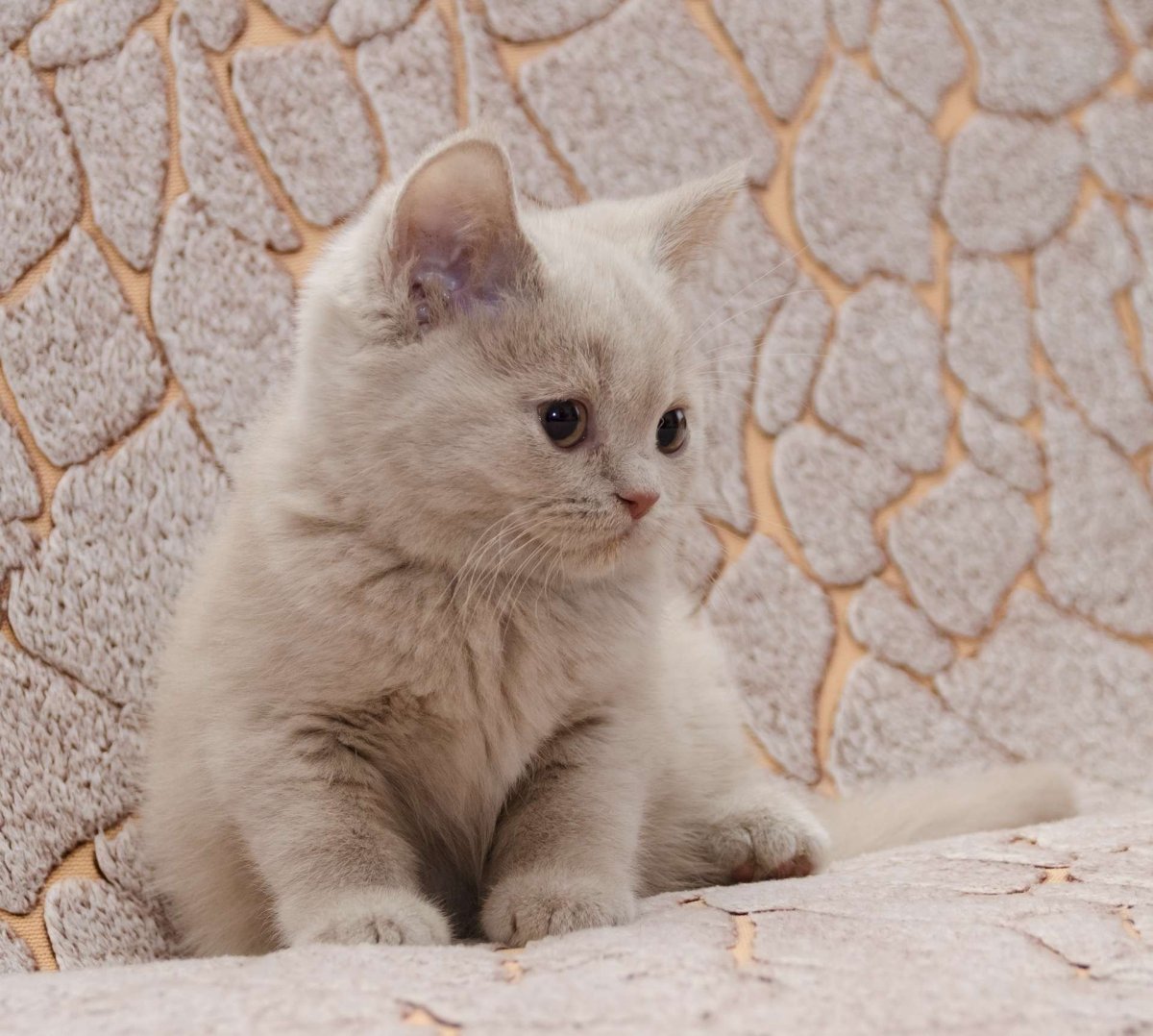 Шотландский кот прямоухий бежевый