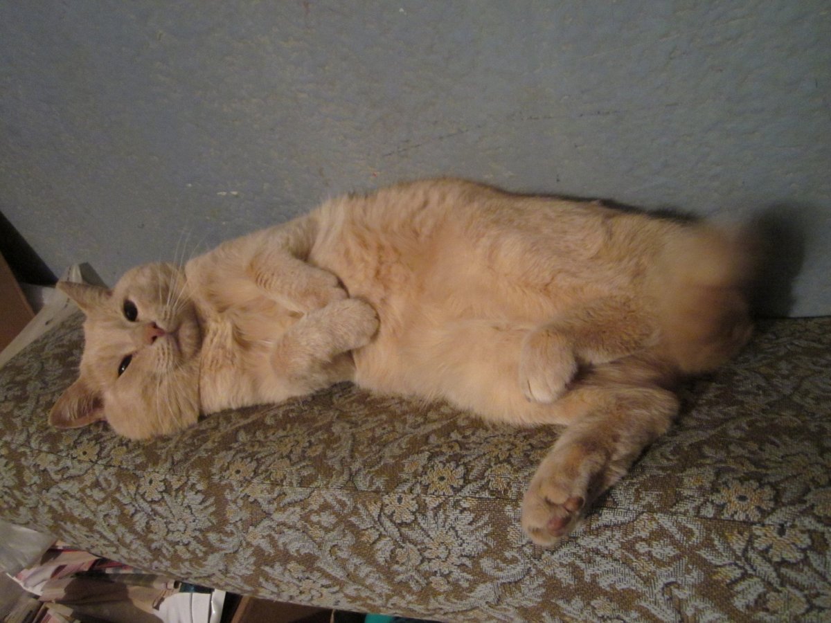 Толстый персиковый кот свисающий живот