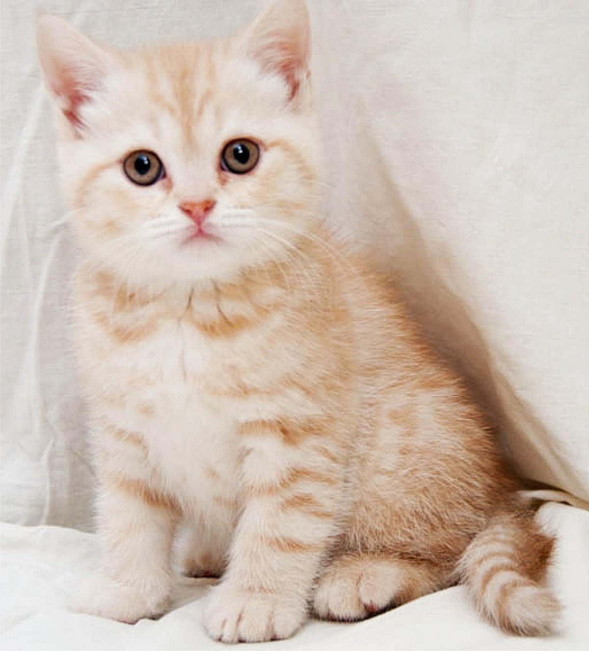 Британский Карташевский кот персиковый