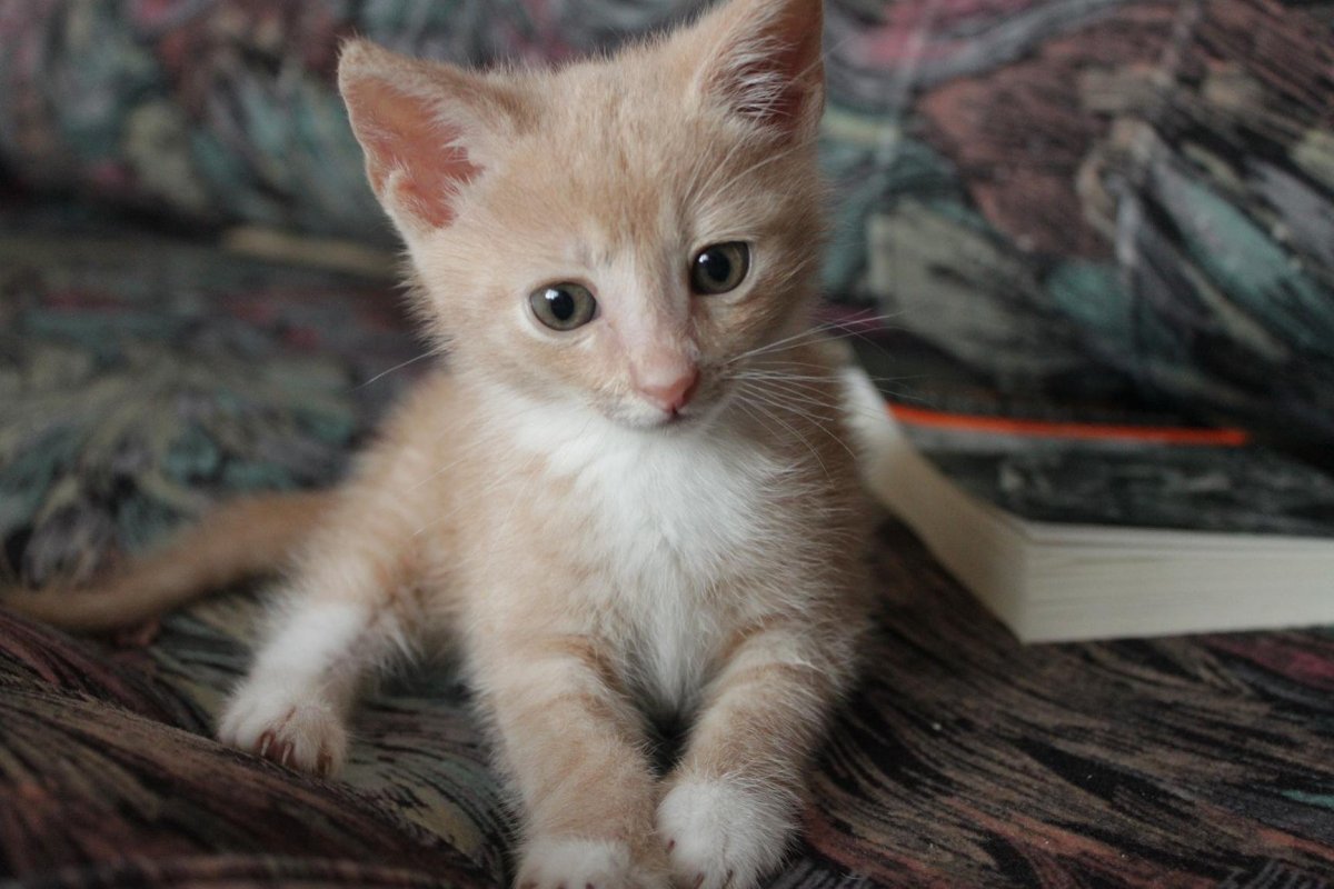 Бежевый котенок