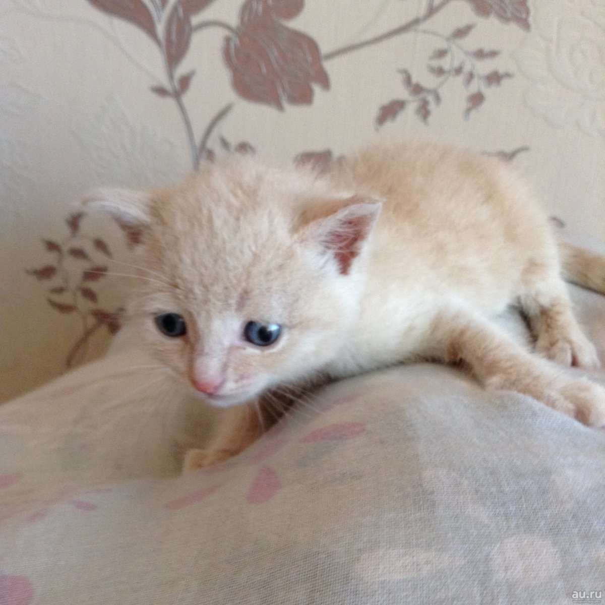 Ми ми мишные котята персикового окраса