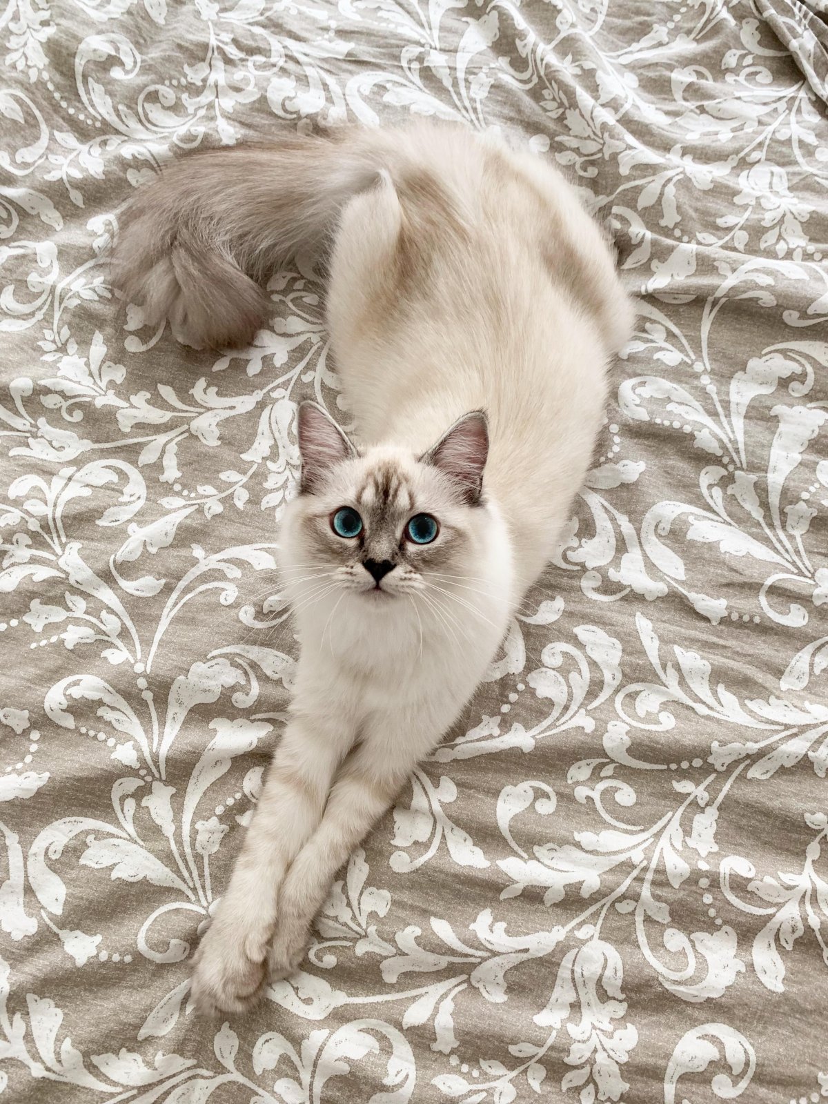 Бежевая кошка