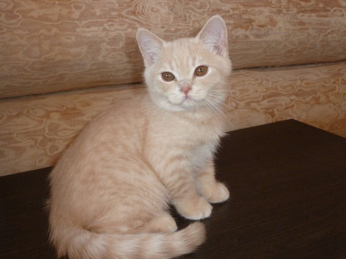 Персиковый британец метис