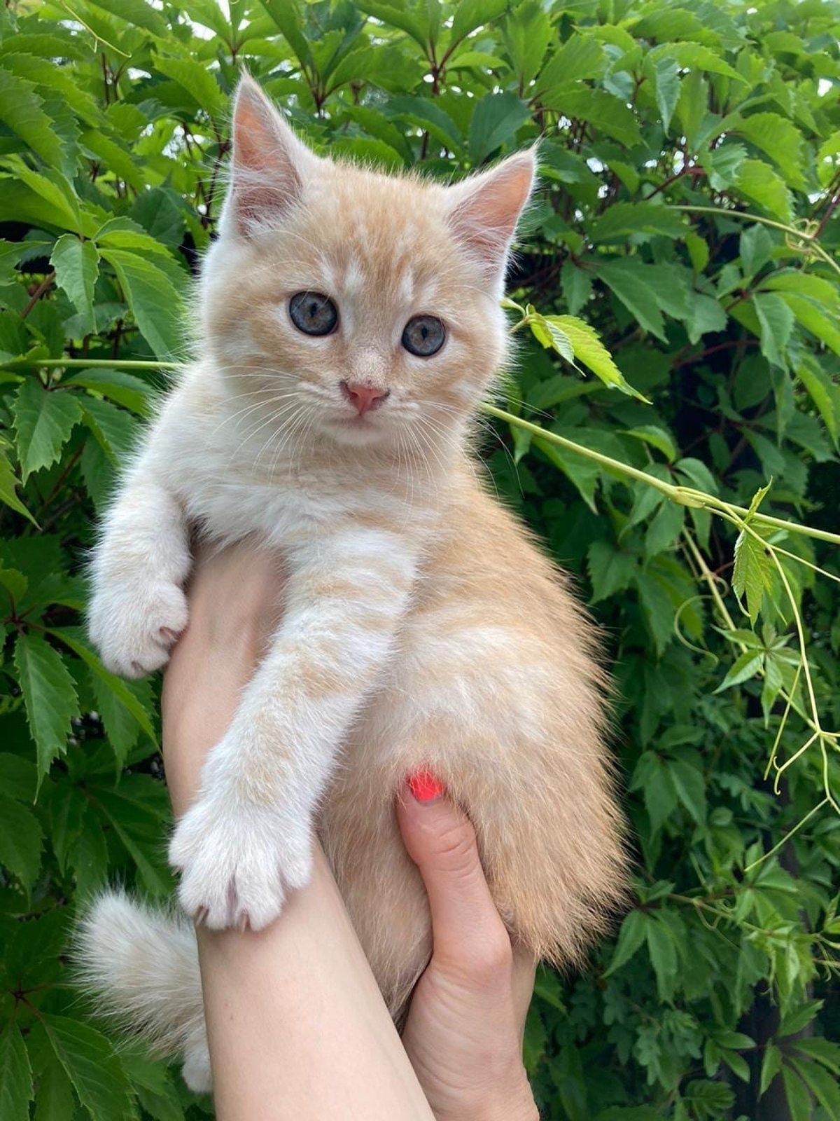 Кот абрикосового окраса