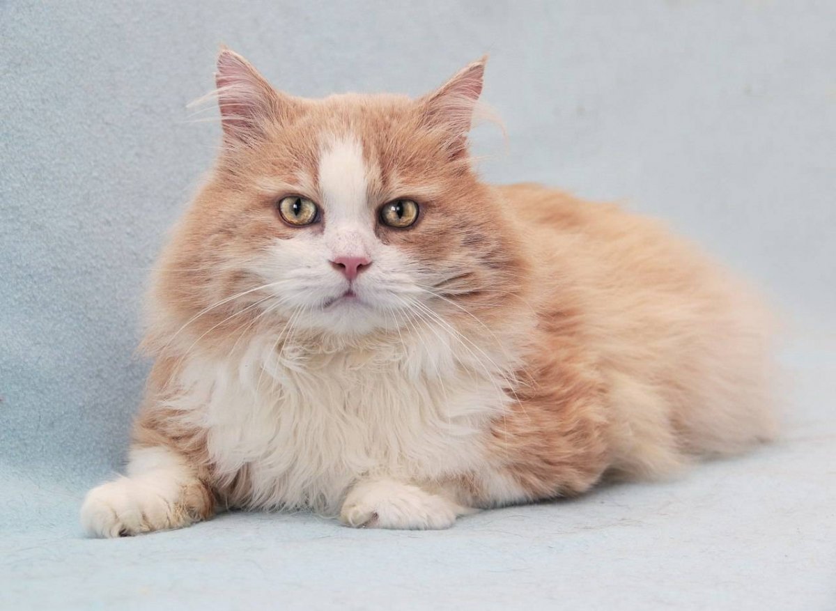 Сибирские коты персиковые