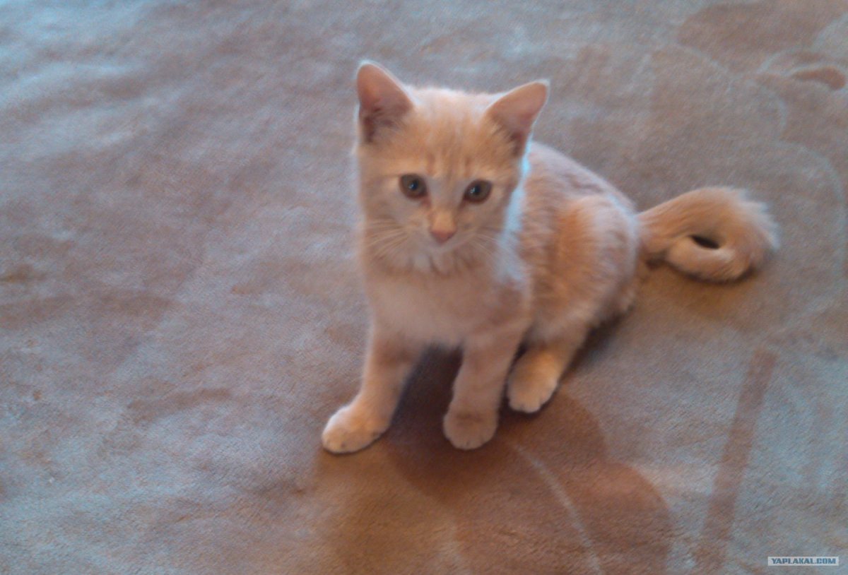 Красивые имена для котов мальчиков персикового цвета