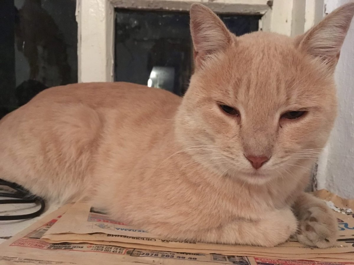 Кот цвета персика