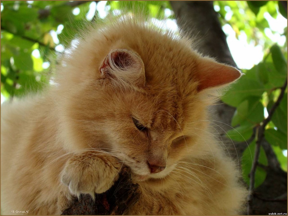 Животные персикового цвета