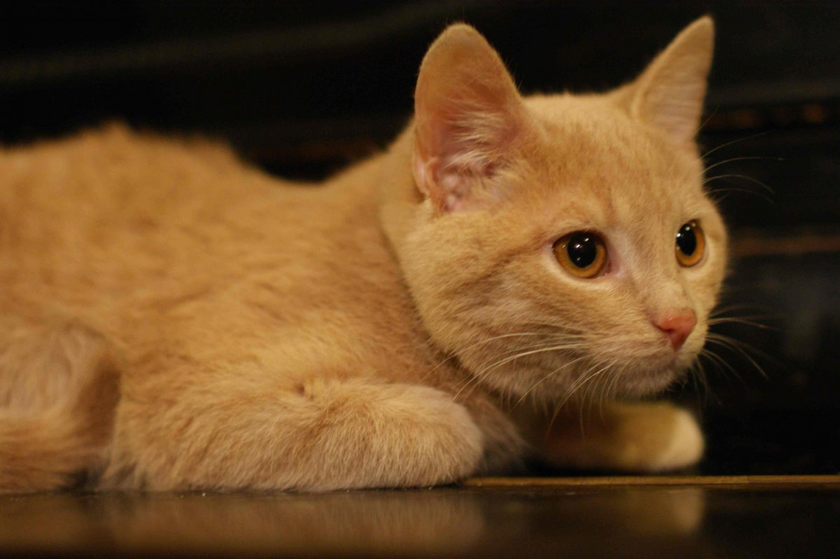 Персиковый британец метис