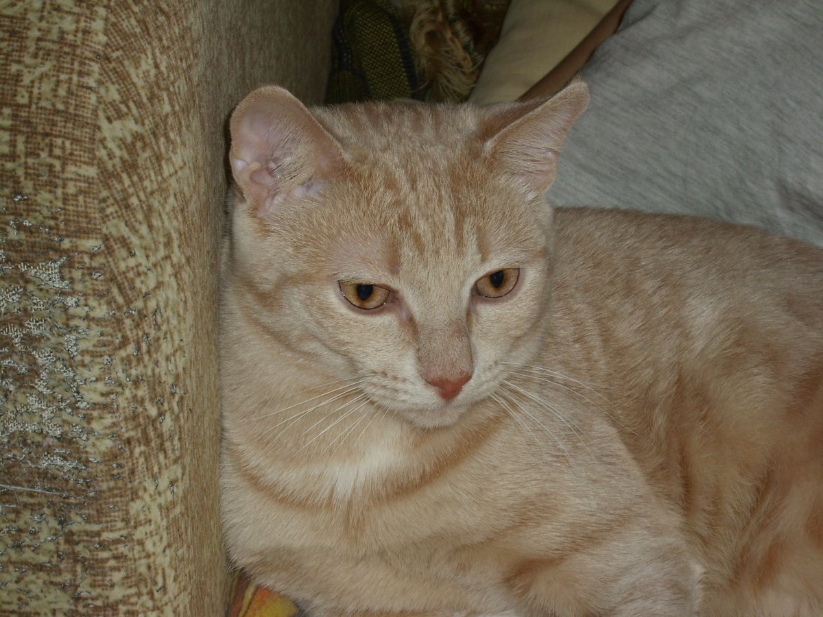 Кошка песочного окраса