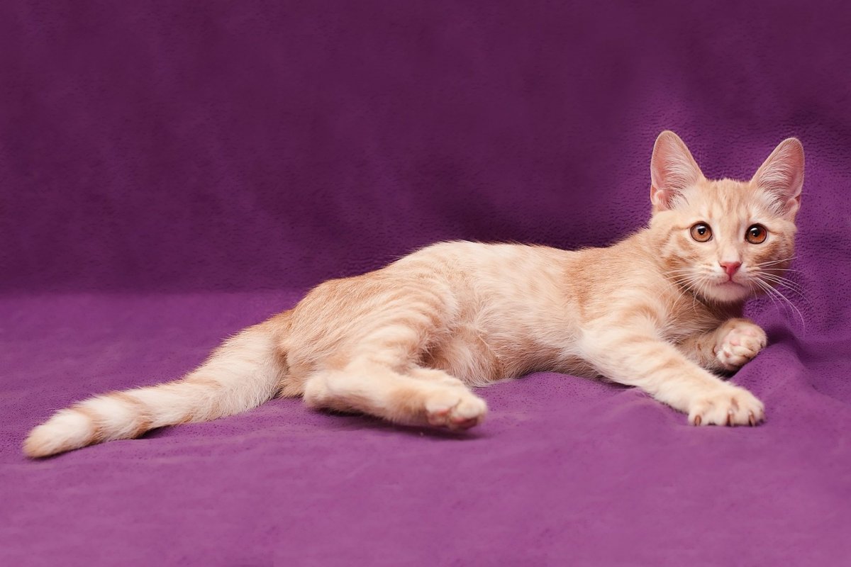Кошка персикового цвета