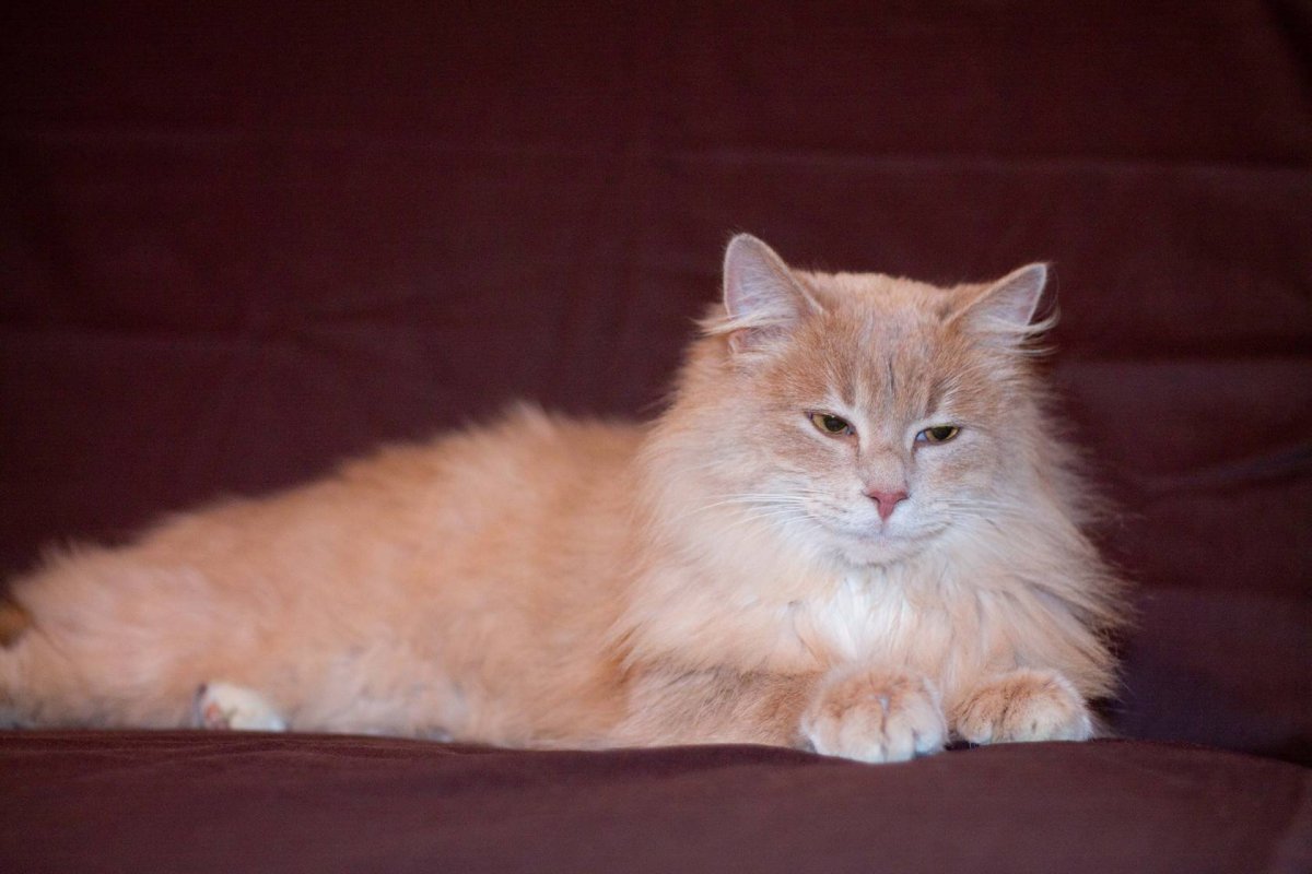 Сибирский кот персикового окраса
