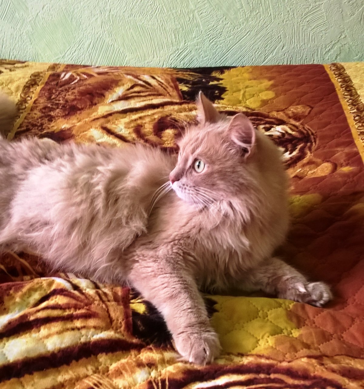 Котята с шерстью персикового цвета