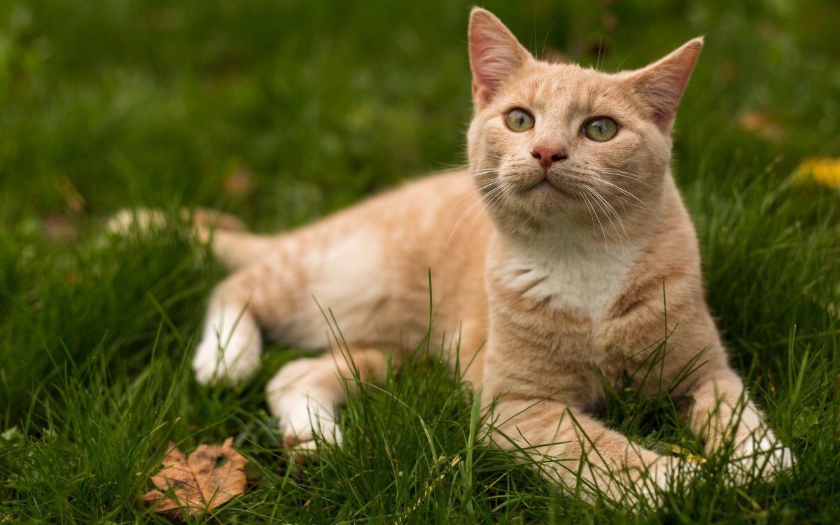 Палевая кошка