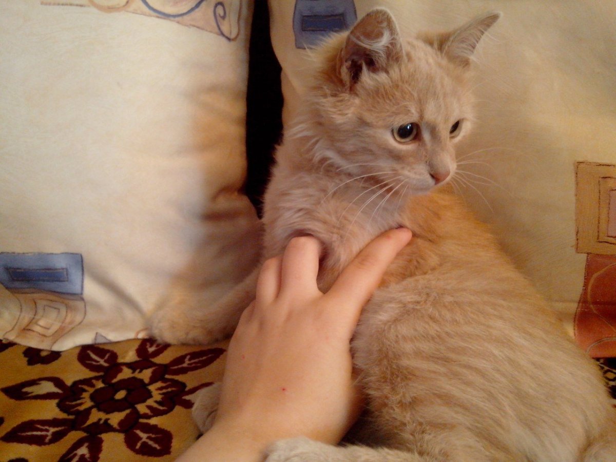 Кот персиковый окрас характер