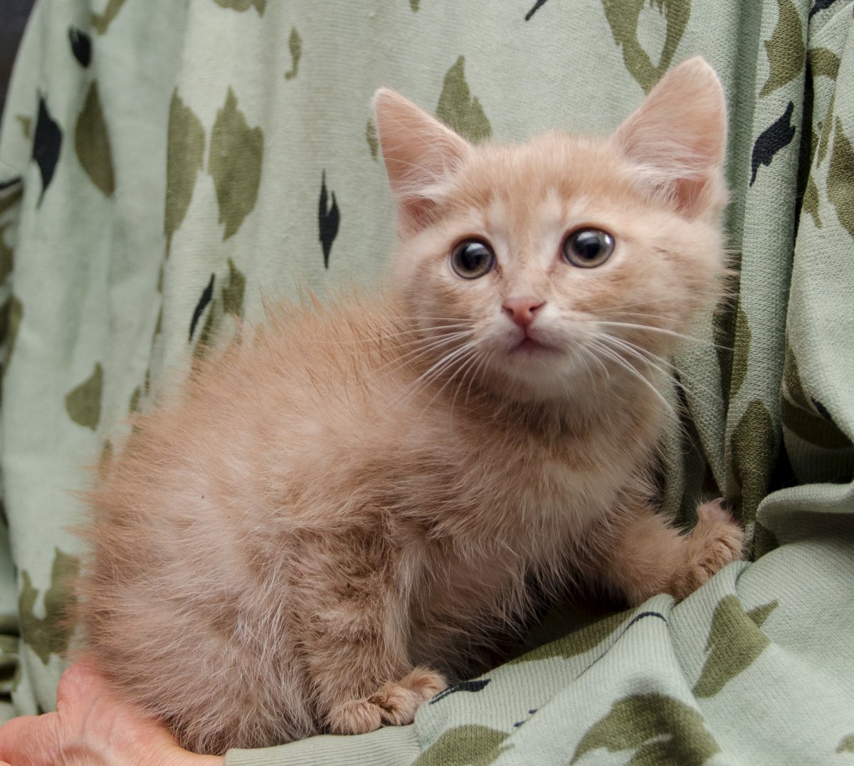 Котята персикового окраса