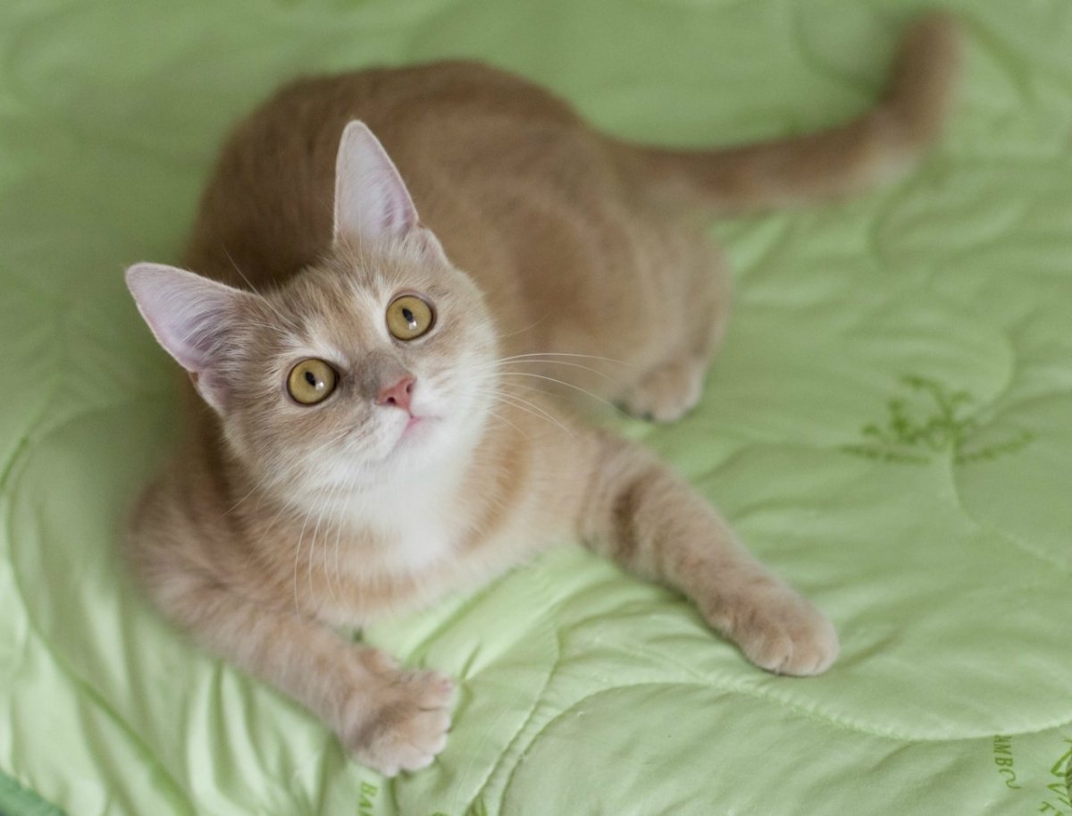 Русская кошка персикового цвета