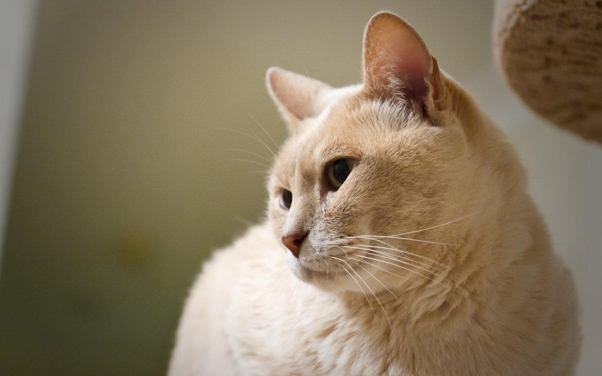 Австралийская дымчатая кошка австралийская мист