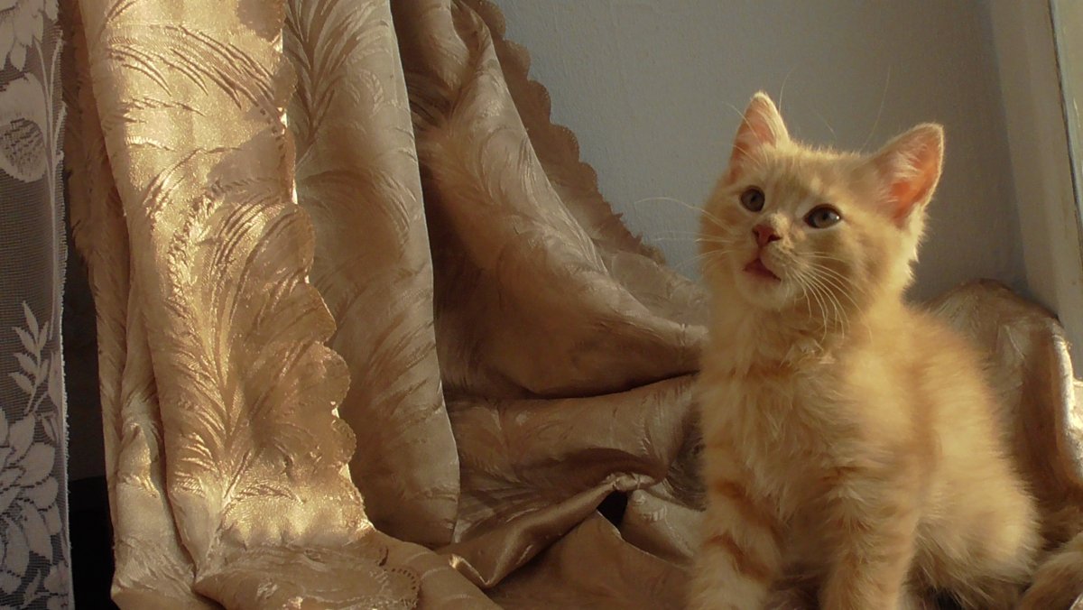 Сибирский гладкошерстный персиковый кот