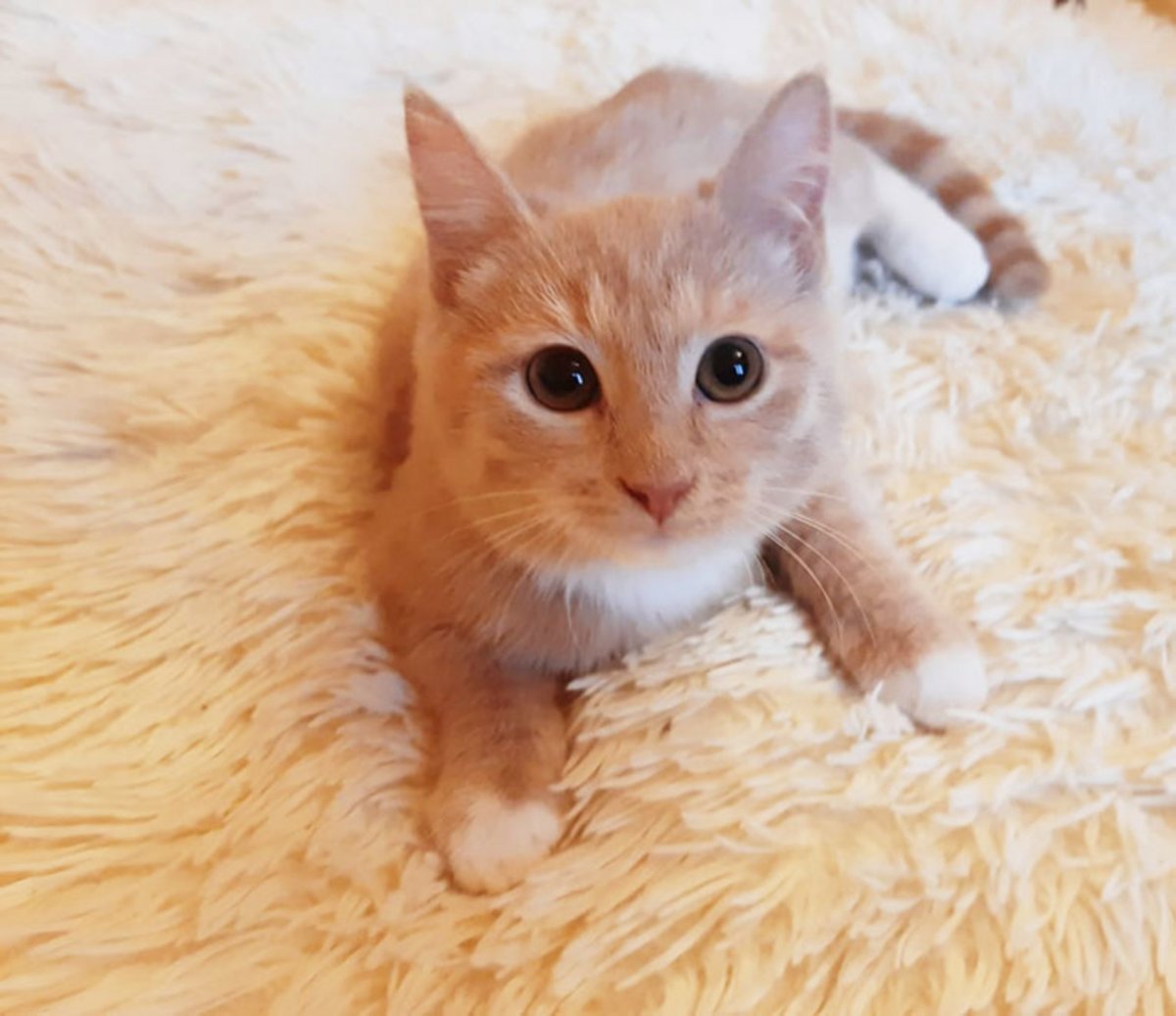 Ханна с котенком