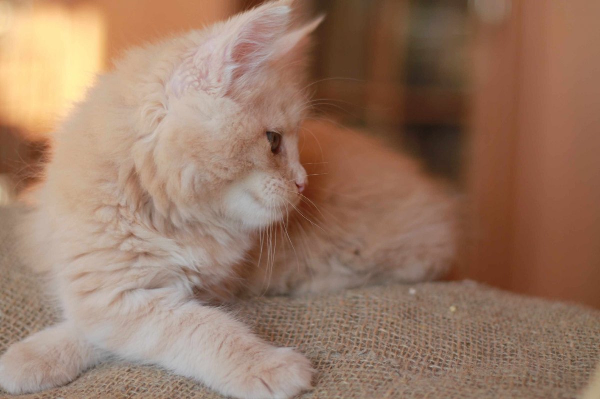 Рыжий кремовый котенок