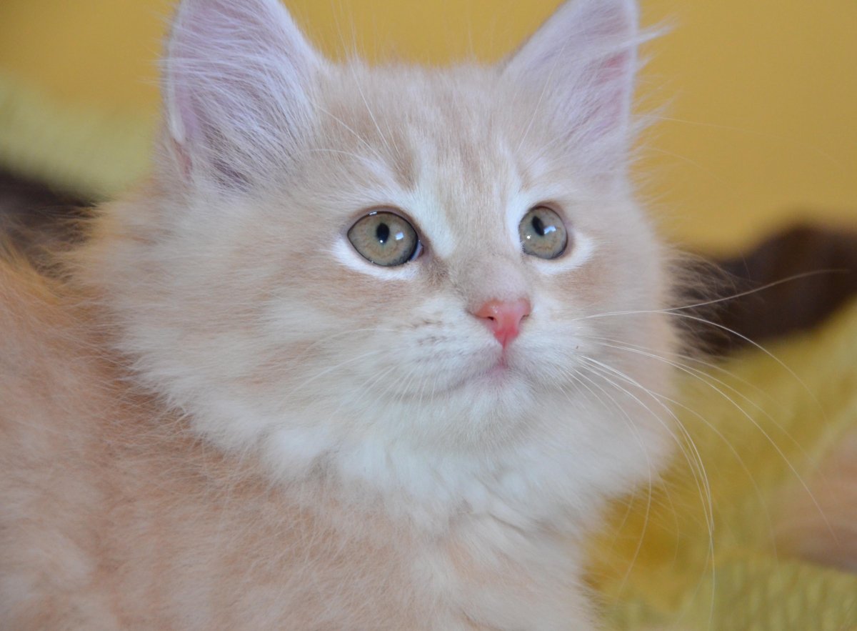 Сибирская кошка палевая персик