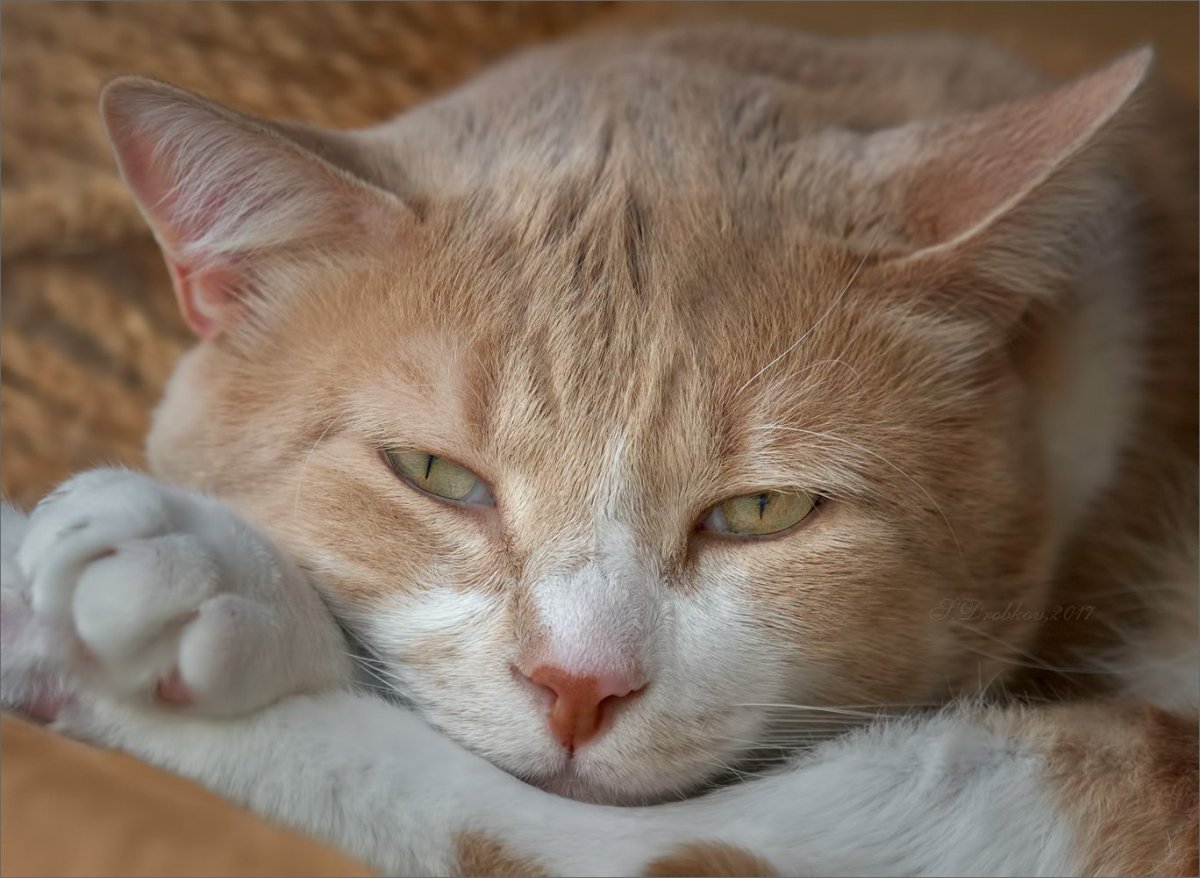 Персиковый полосатый кот