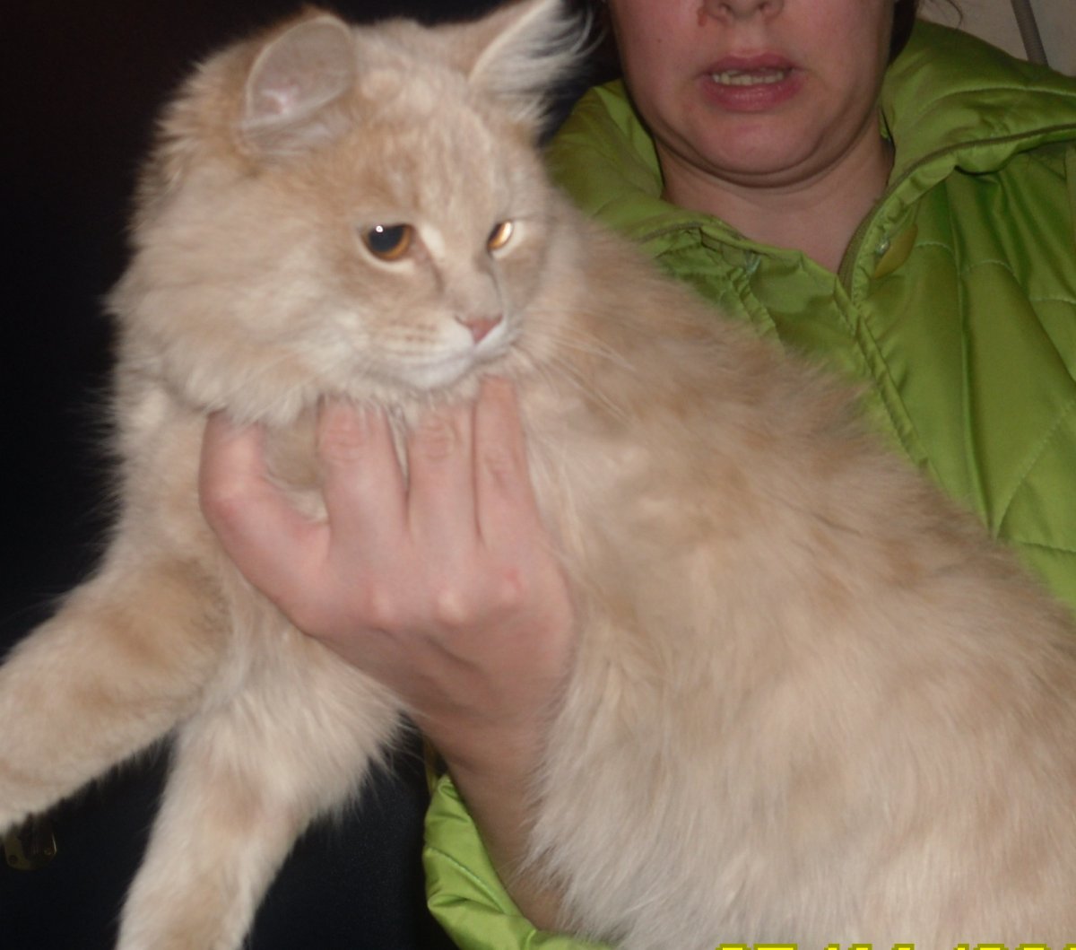 Сибирский кот персикового окраса