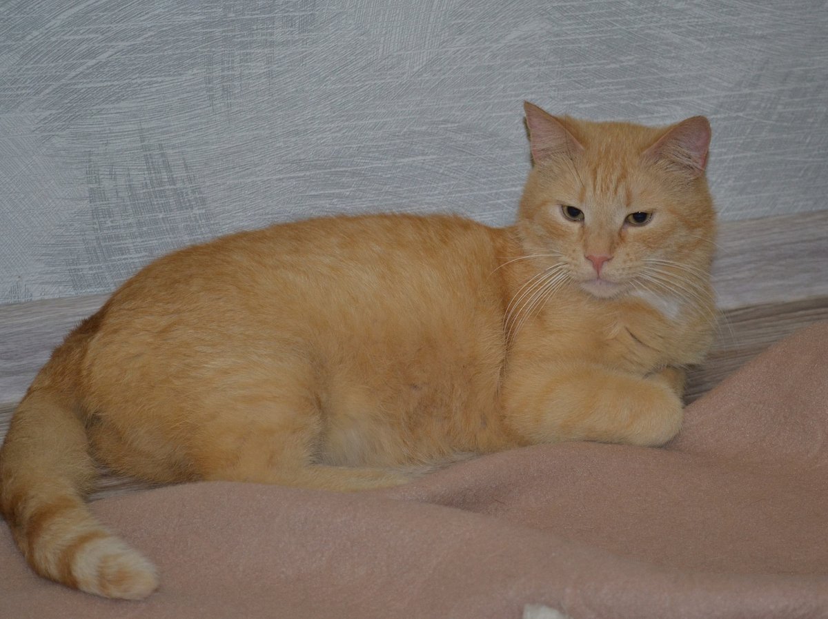 Толстый персиковый кот