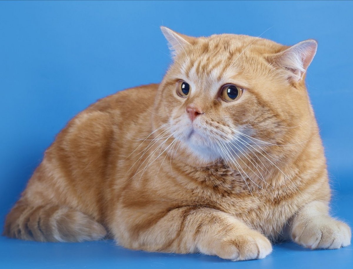 Шотландский скоттиш страйт рыжий