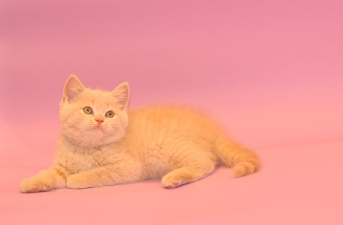 Шотландский скоттиш страйт биколор