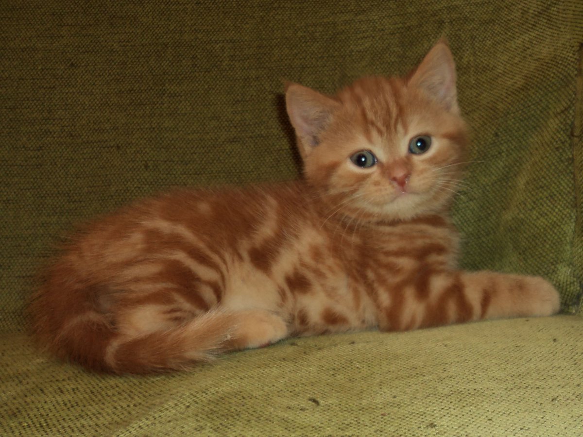 Рыжий скоттиш страйт питомник