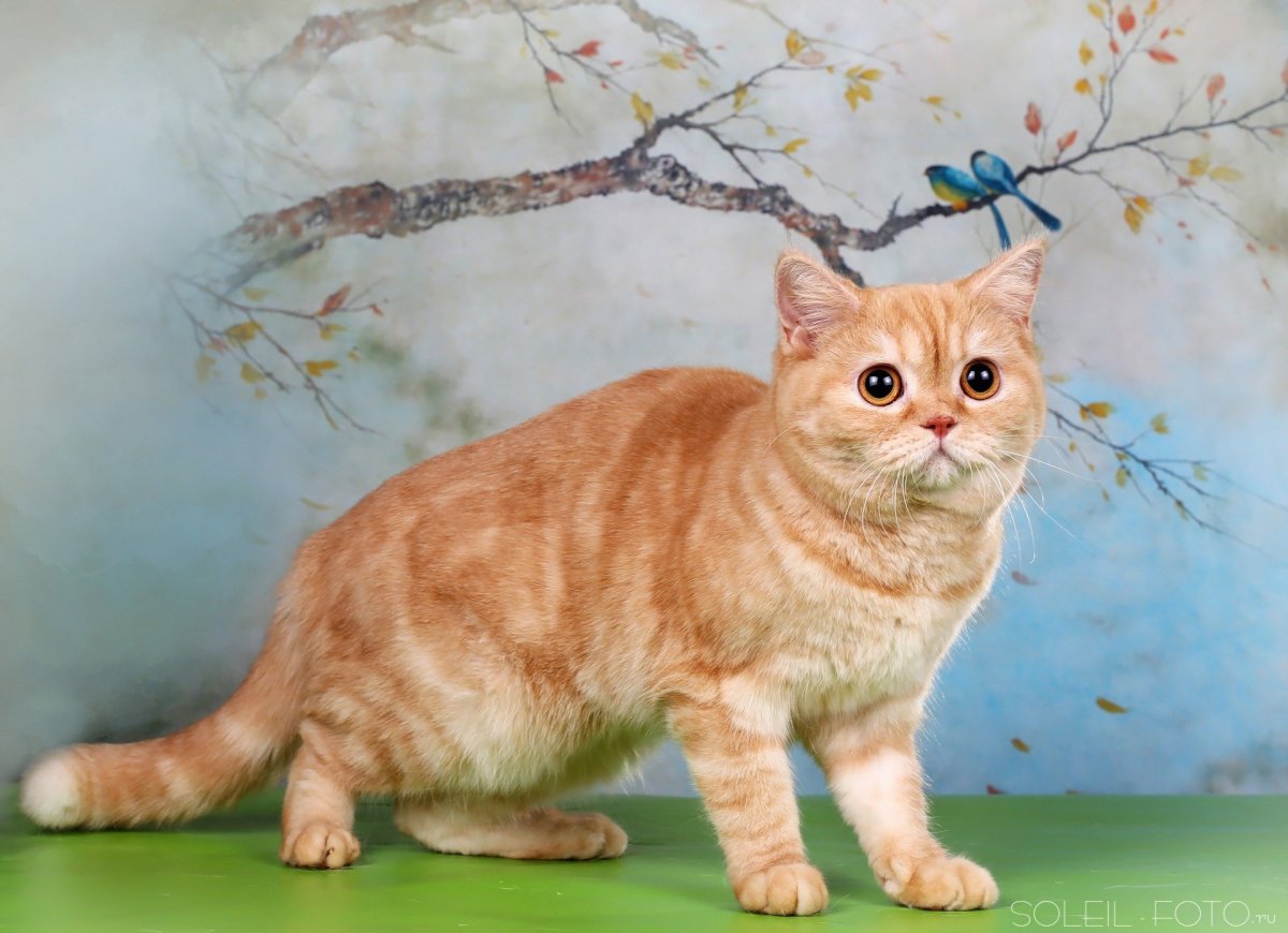 Британская короткошёрстная кошка рыжая