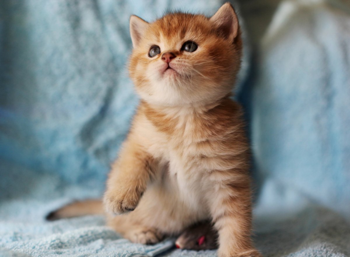 Шотландская кошка прямоухая зеленоглазая