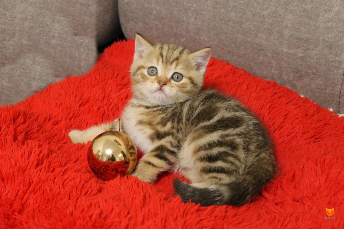 Шотландский скоттиш страйт рыжий