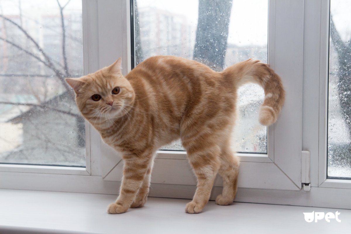 Шотландская вислоухая кошка рыжая