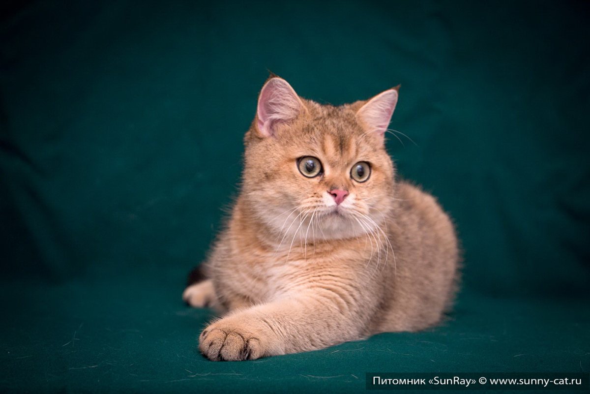 С днем рожденья суотишь страйк