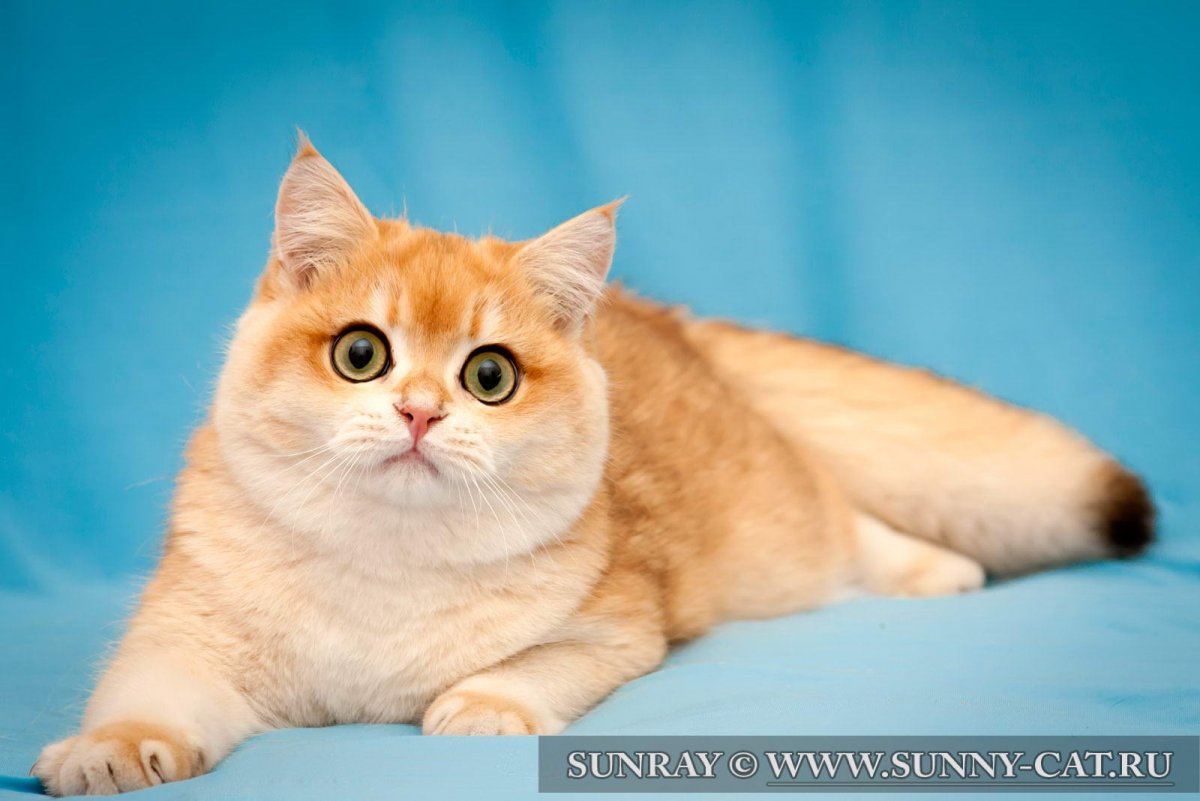 Скоттиш-страйт Шотландская прямоухая