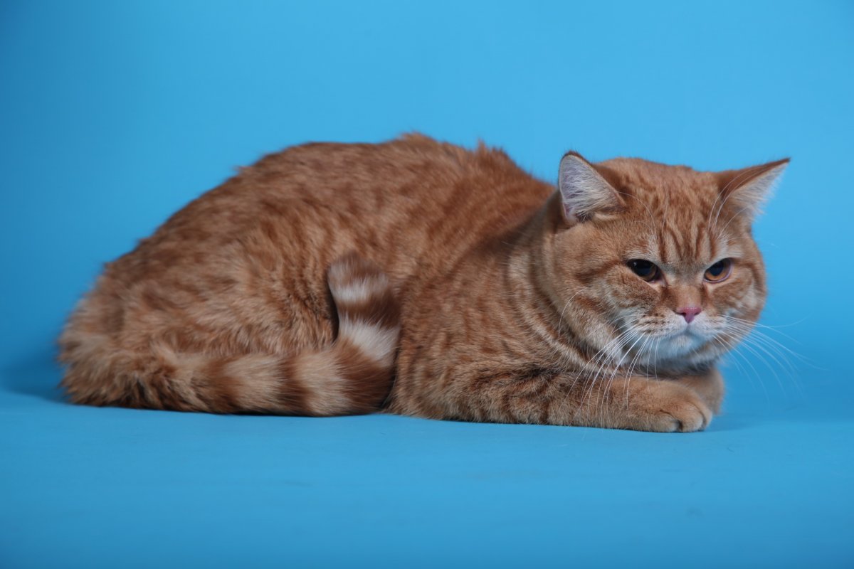 Скоттиш-страйт Шотландская прямоухая белая