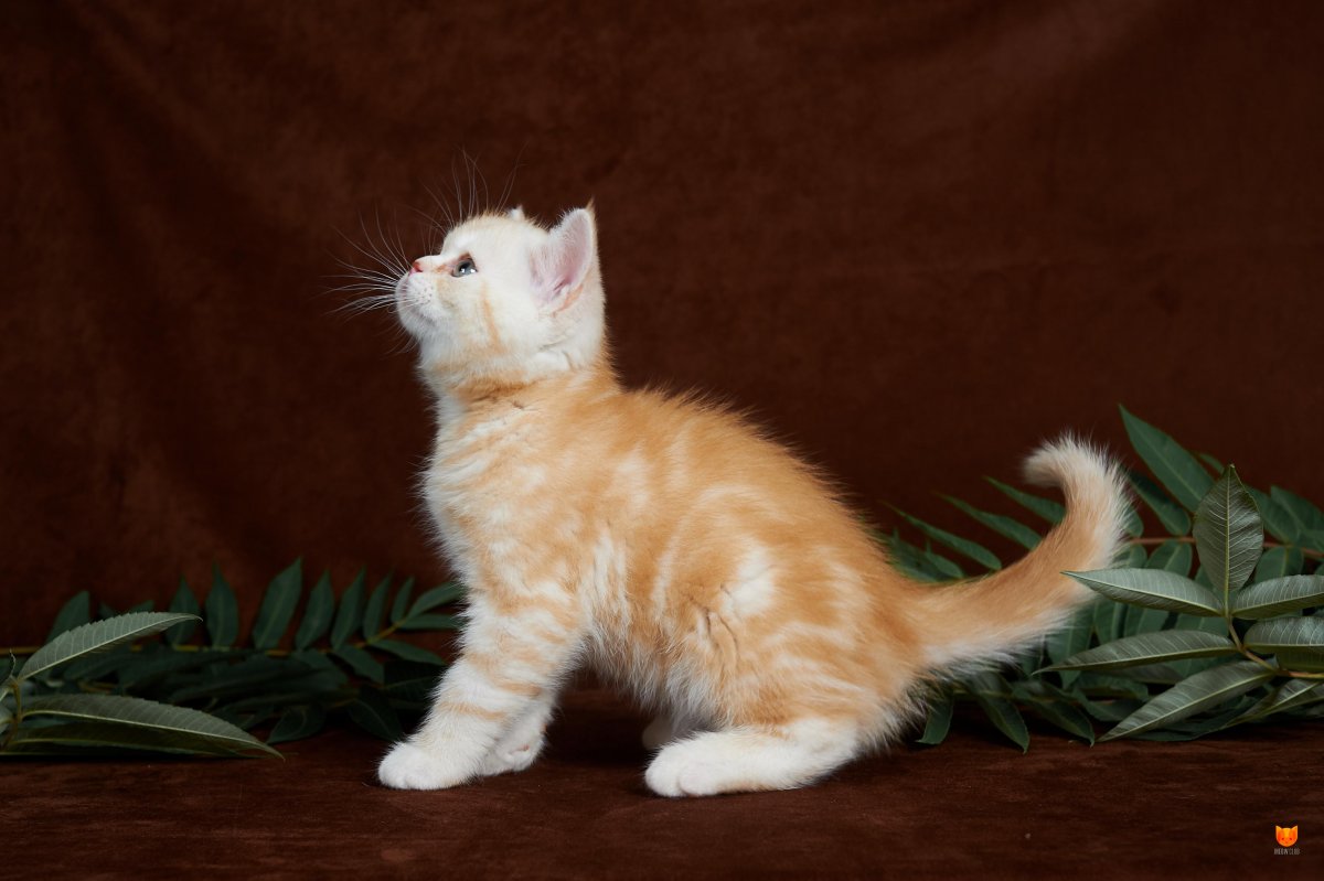 Шотландская кошка красный мрамор