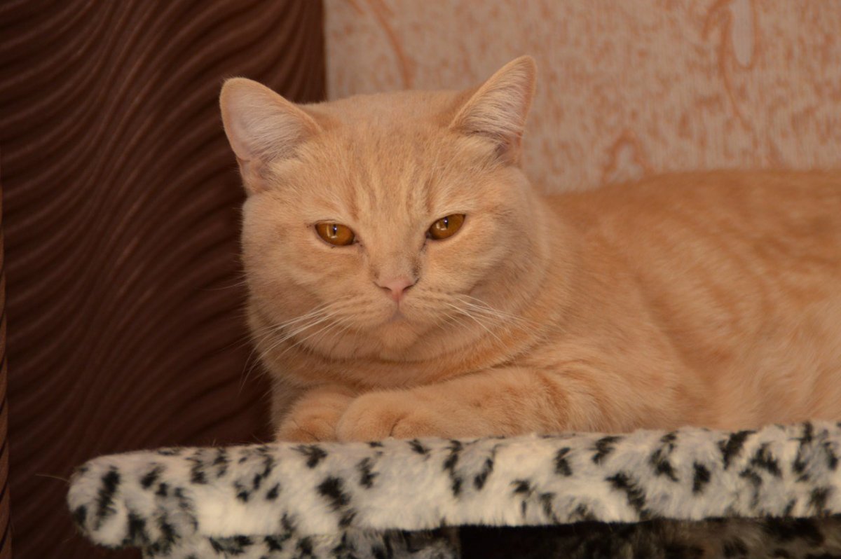 Рыжий британец котенок