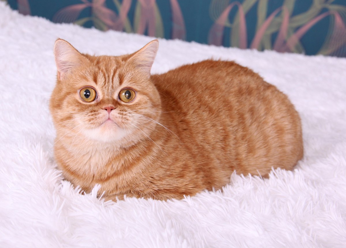 Шотландский кот скоттиш страйт рыжий