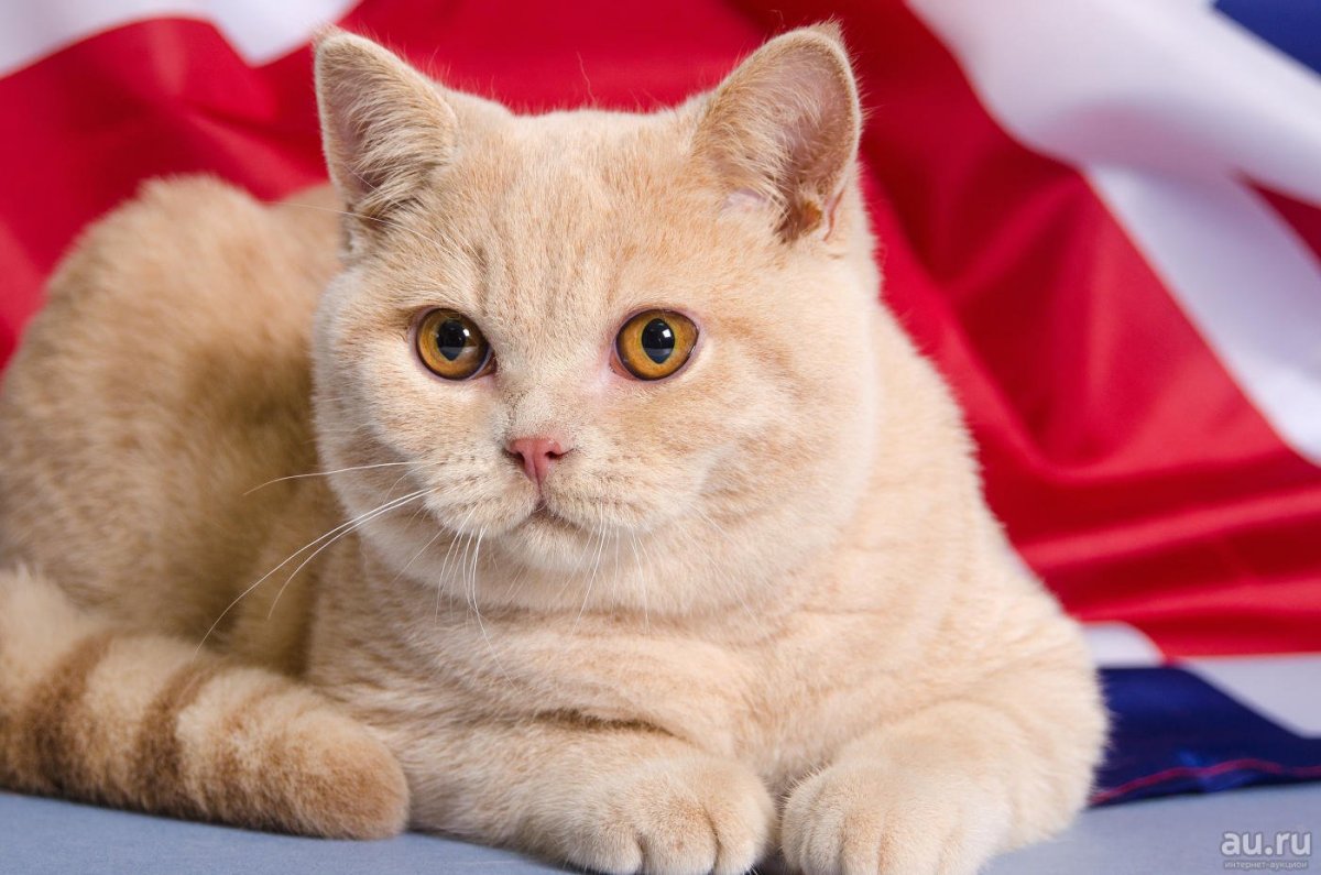 Шотландский скотчштрайд