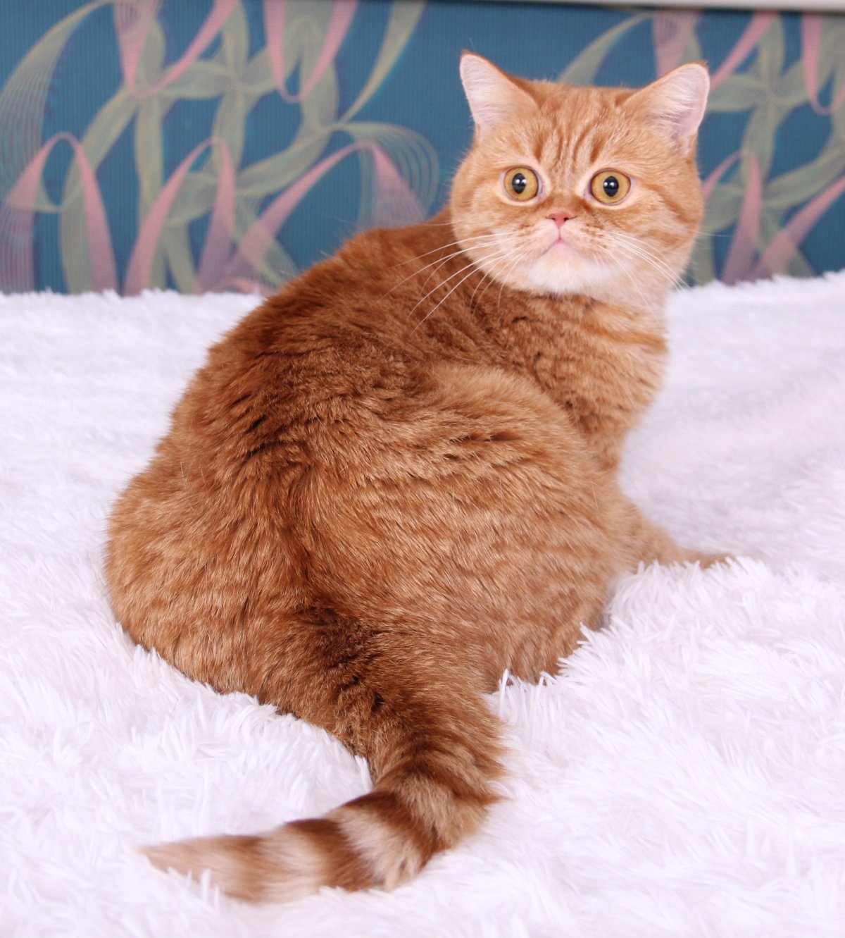 Британская прямоухая кошка рыжая