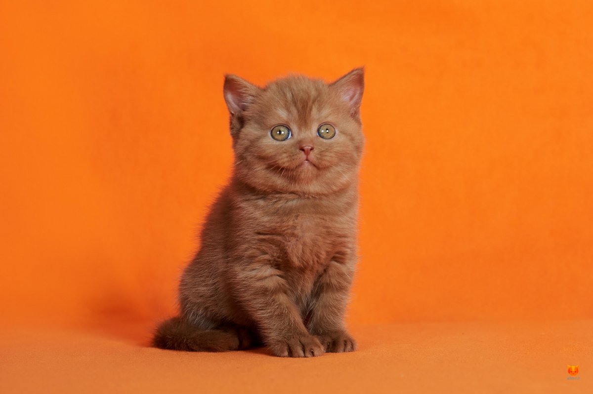 Шотландская короткошерстная табби