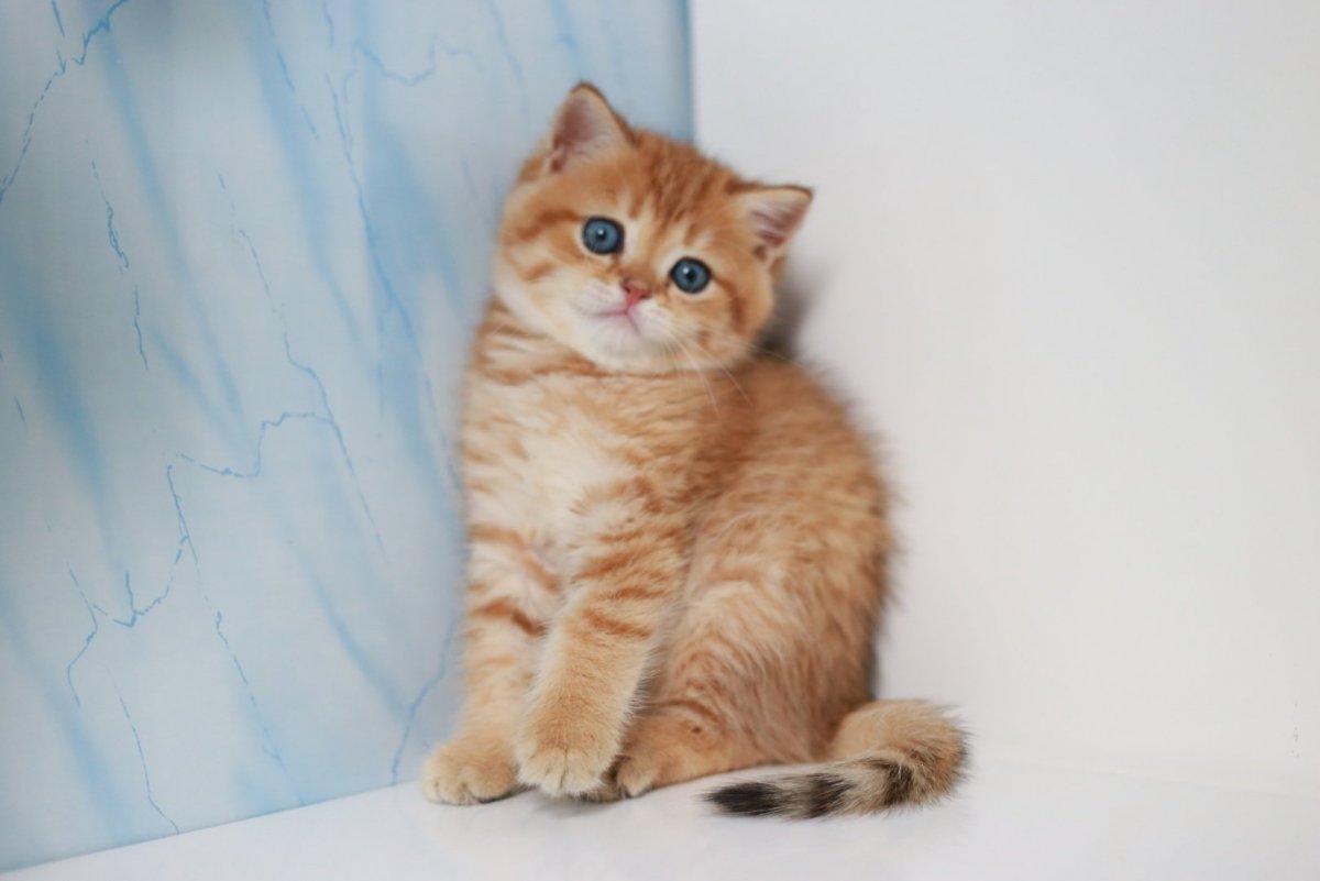 Шотландский скоттиш страйт рыжий