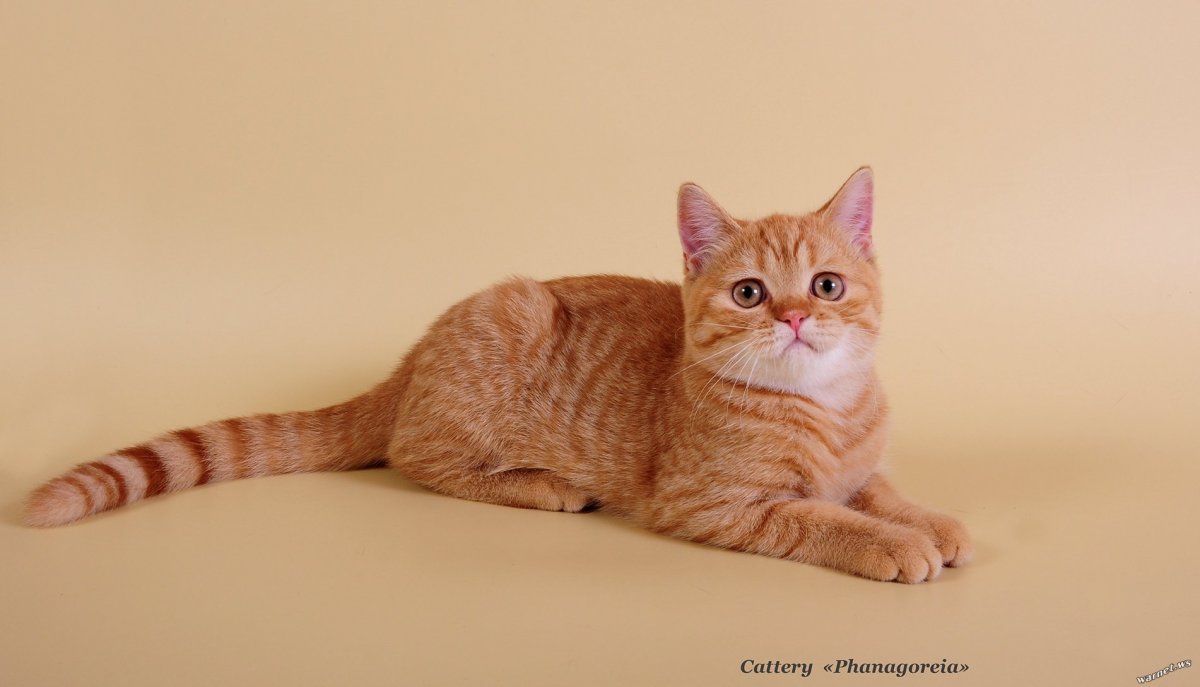 Шотландский кот прямоухий рыжий