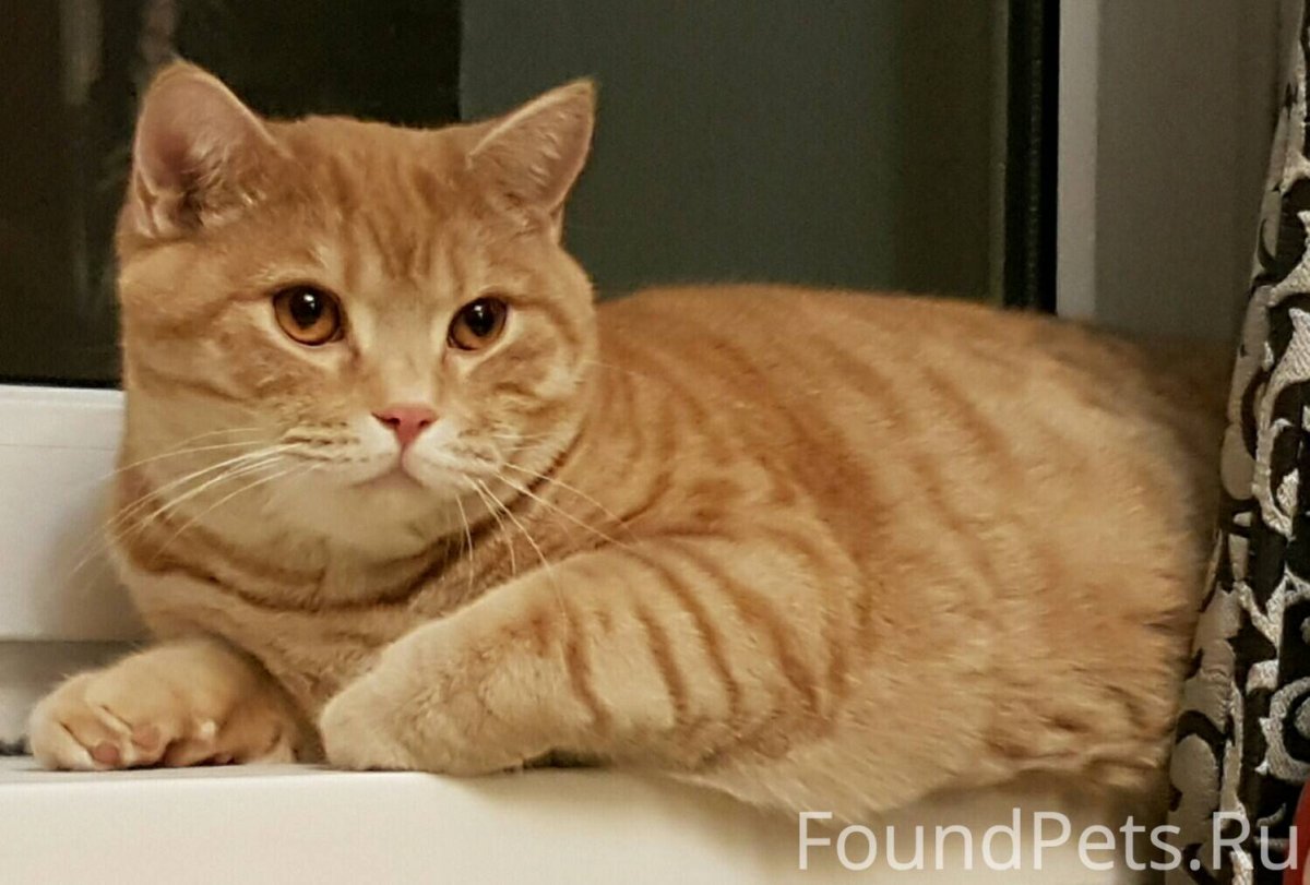 Рыжий шотландец с прямыми ушами