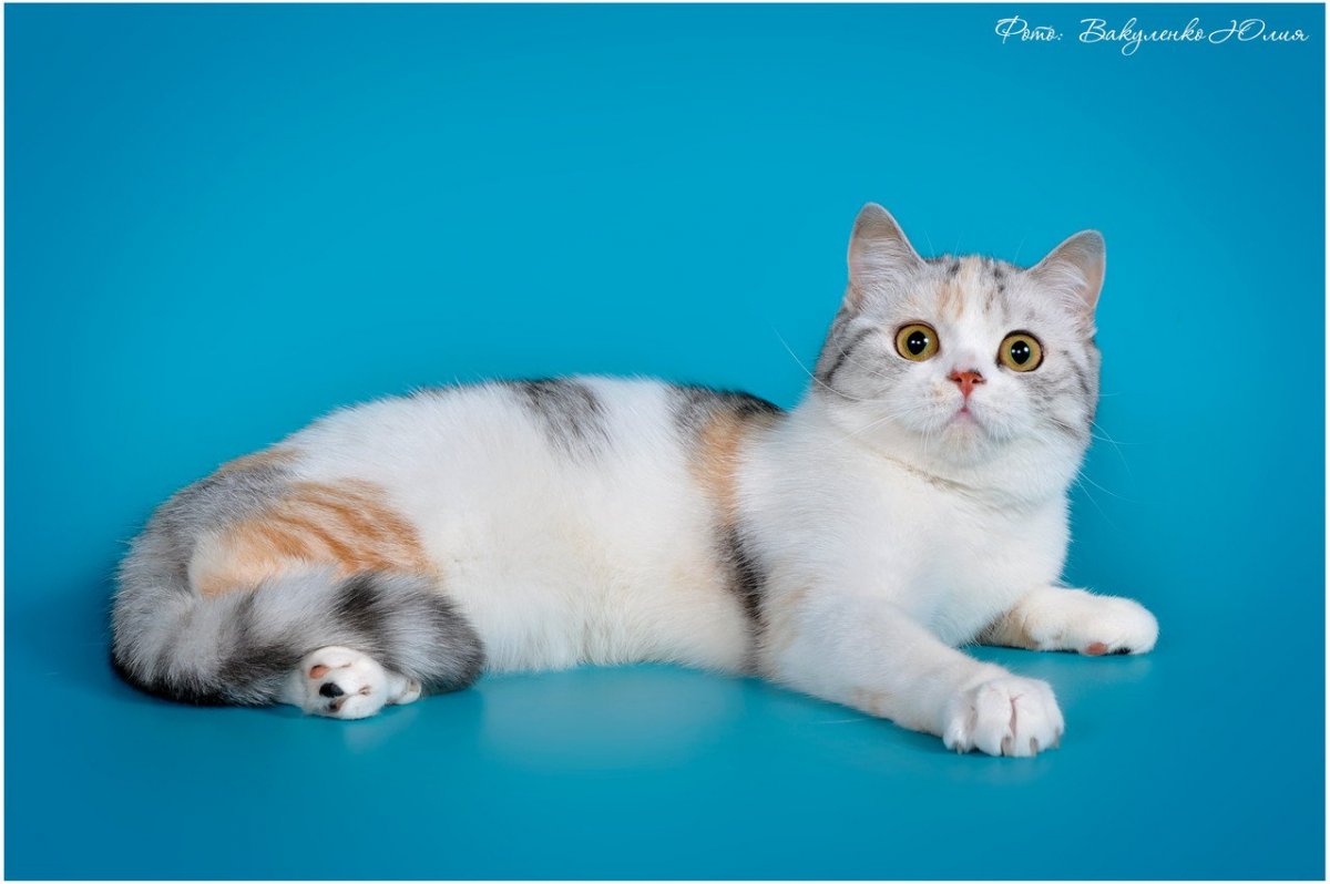 Шотландский скоттиш страйт