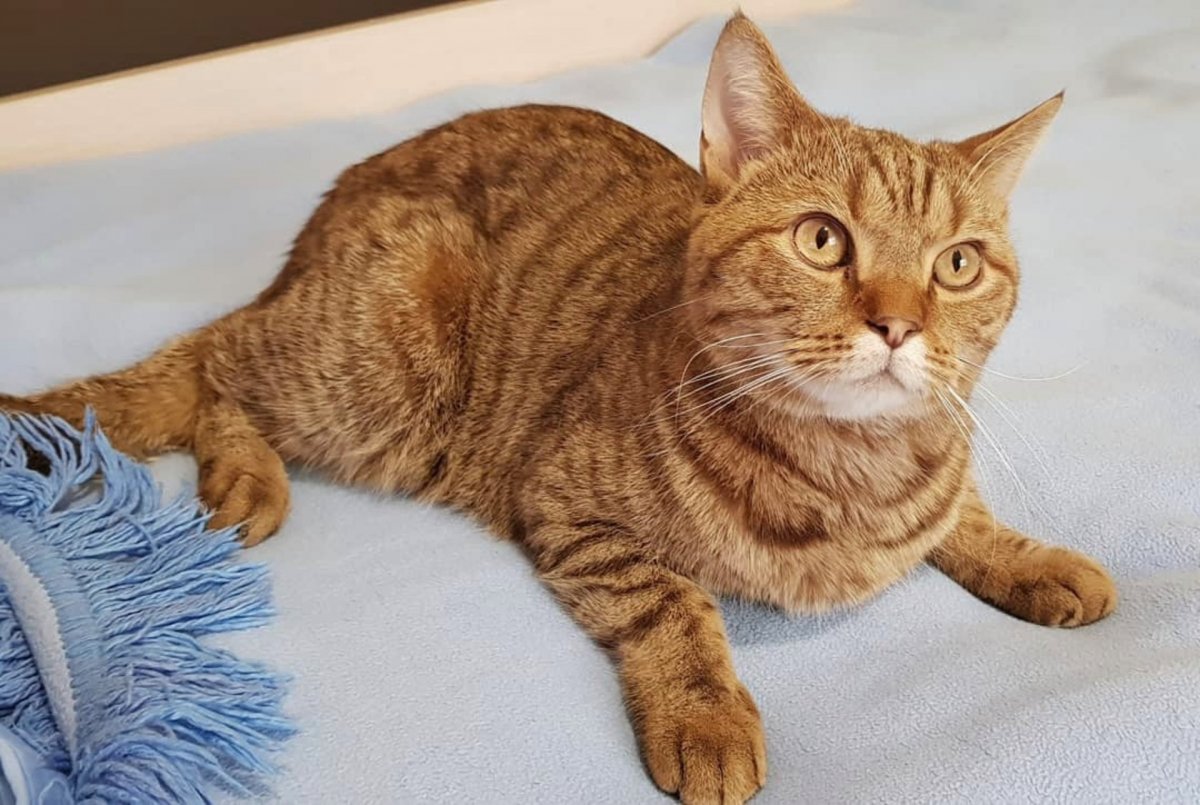 Скоттиш страйт рыжий